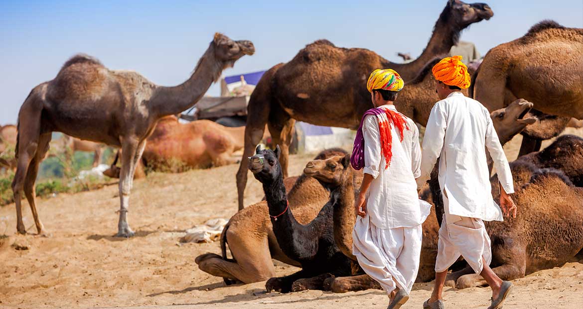 Camel Fair Pushkar