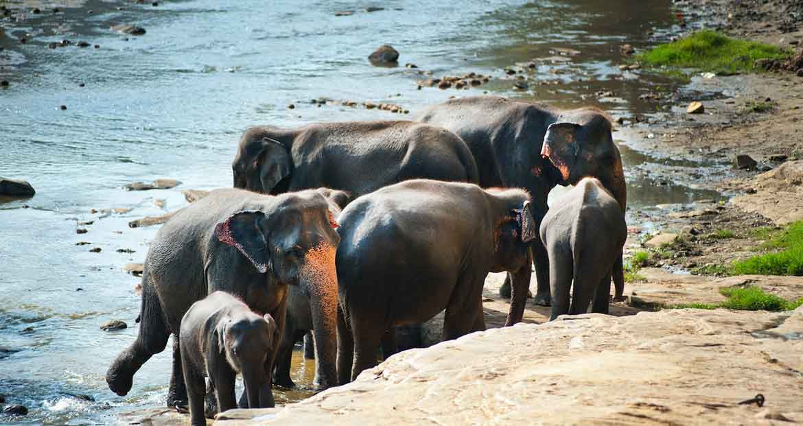 Elephants Of Kegalle