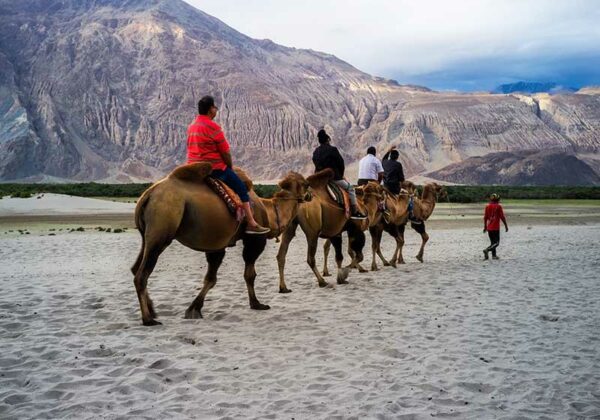 Nubra Valley camel ride