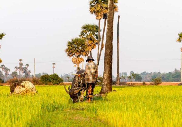 Palm-Tree-in-Rice-field-Siem-Reap-Cambodia