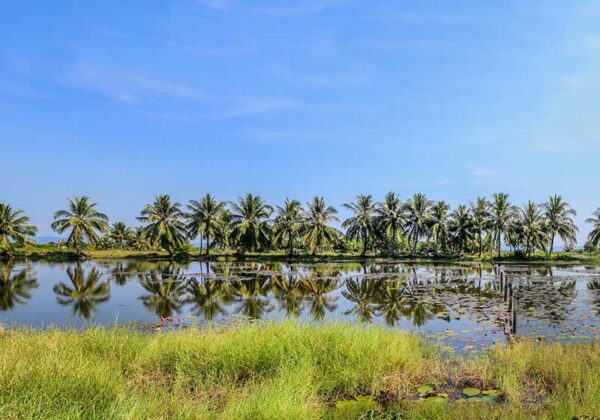 Tropical wetlands koh kong cambodia