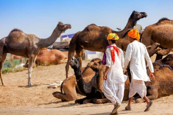 famous Pushkar camel