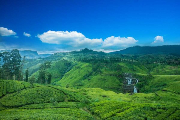 tea plantations in Nuwara Eliya