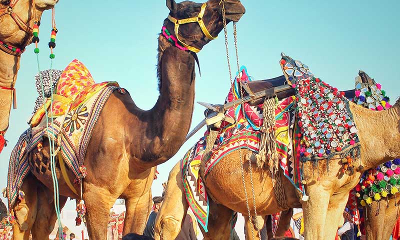 Nagaur Camel Fair